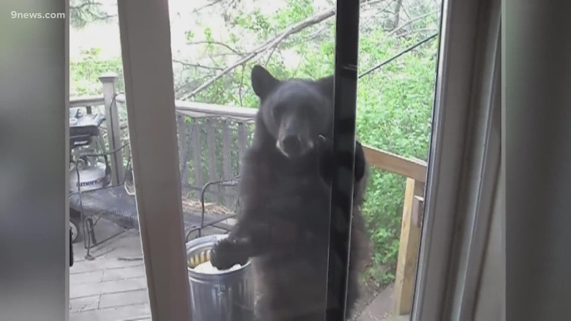 Only one Colorado newscast talked to bears about their humans problem.