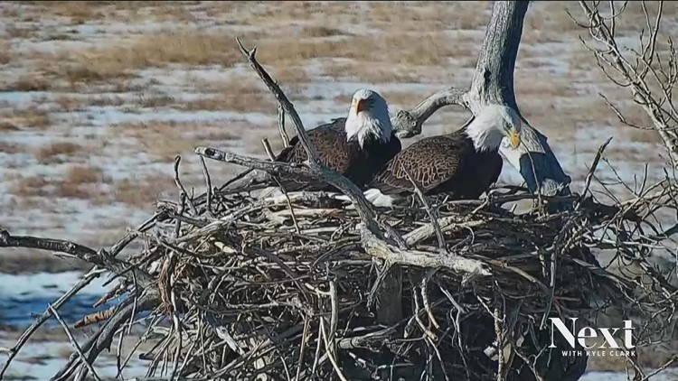 Colorado bald eagle pair has a new egg