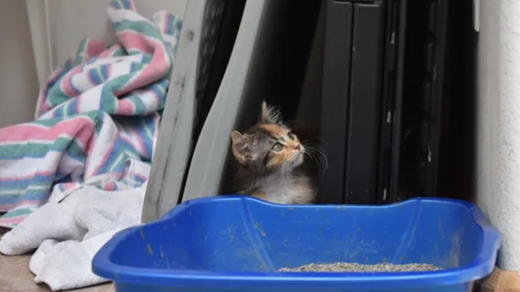 'Extremely rare' male calico kitten lands at Colorado animal shelter