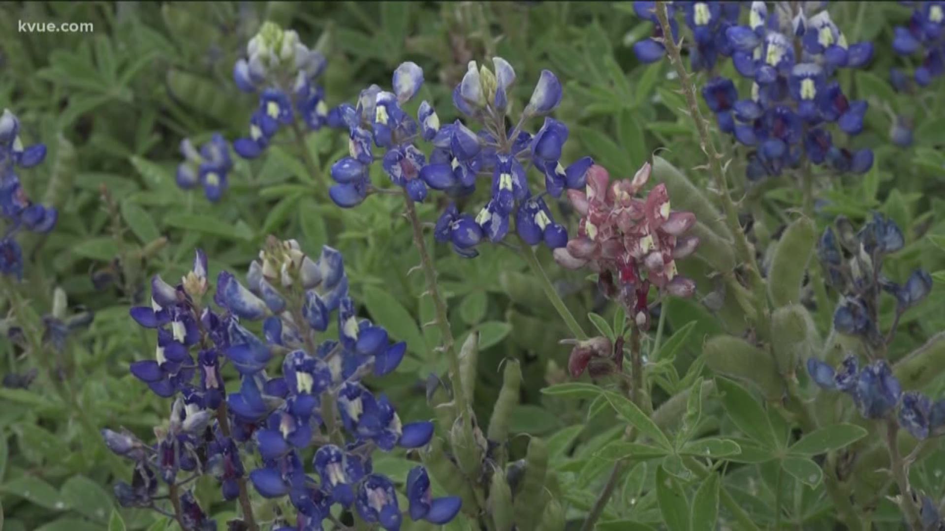 The bluebonnets are in full bloom in Texas – but as Rebeca Trejo explains, they aren't all blue.