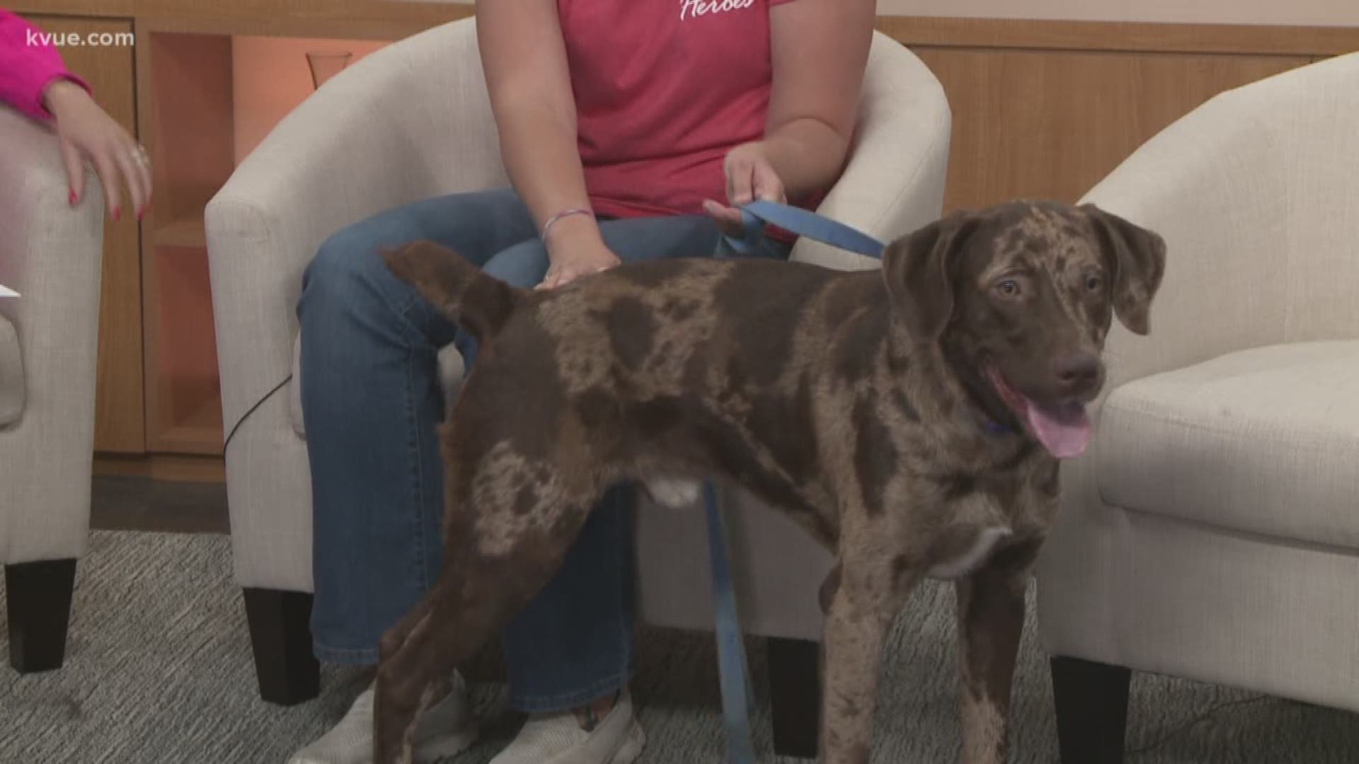 Joining us this morning is Christine Rankin with Texas Humane Heroes, and she's brought along CoCo today.