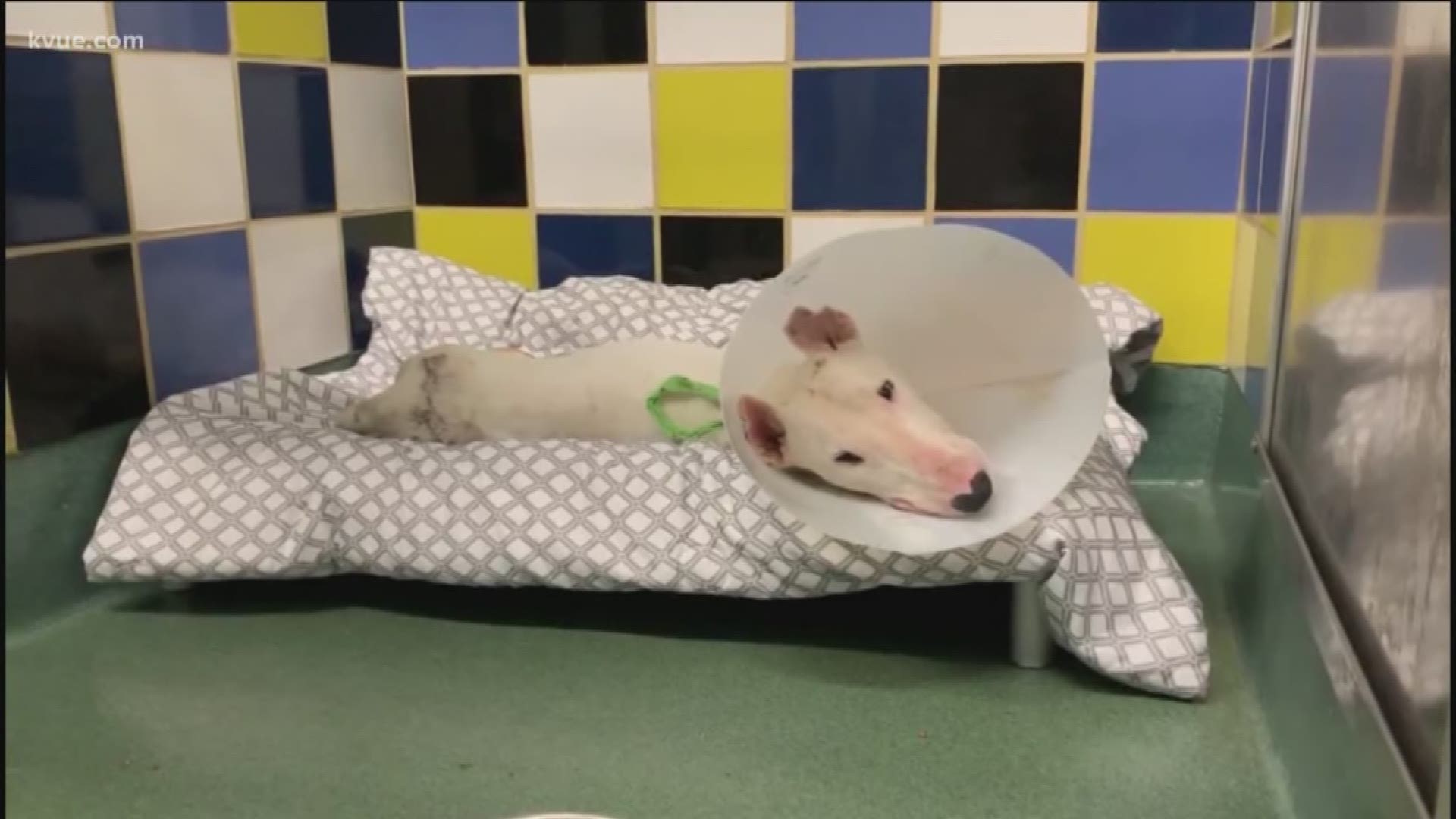 A dog who suffered terrible abuse is still recovering and he's also still getting a lot of support form the community.