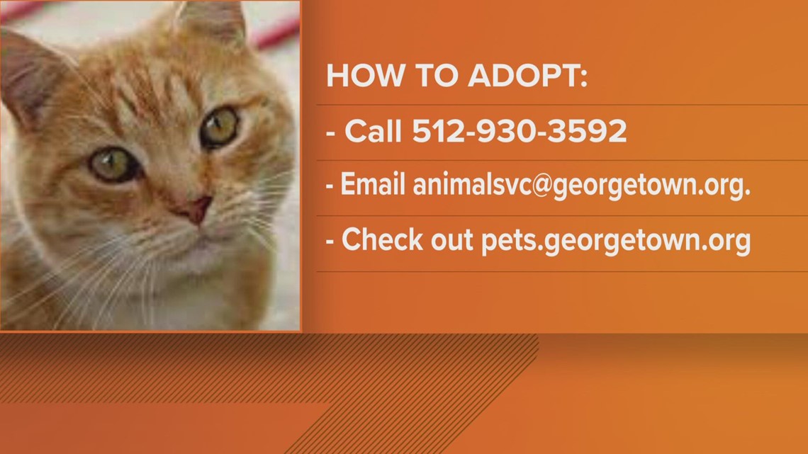 Adoptions currently by appointment only at Georgetown Animal Shelter