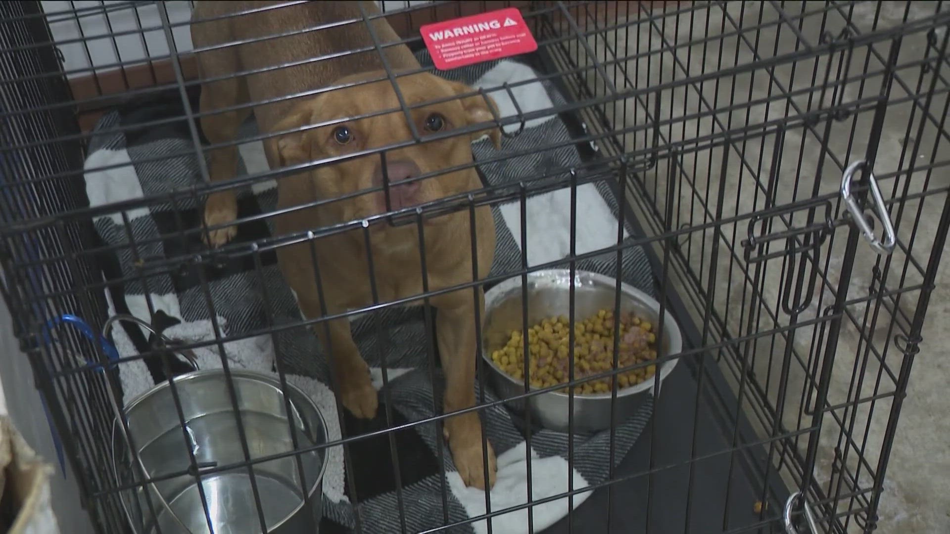 With so many fireworks shows in Central Texas, local pups may get spooked. Area shelters have been over capacity for months, and more lost dogs could be a problem.