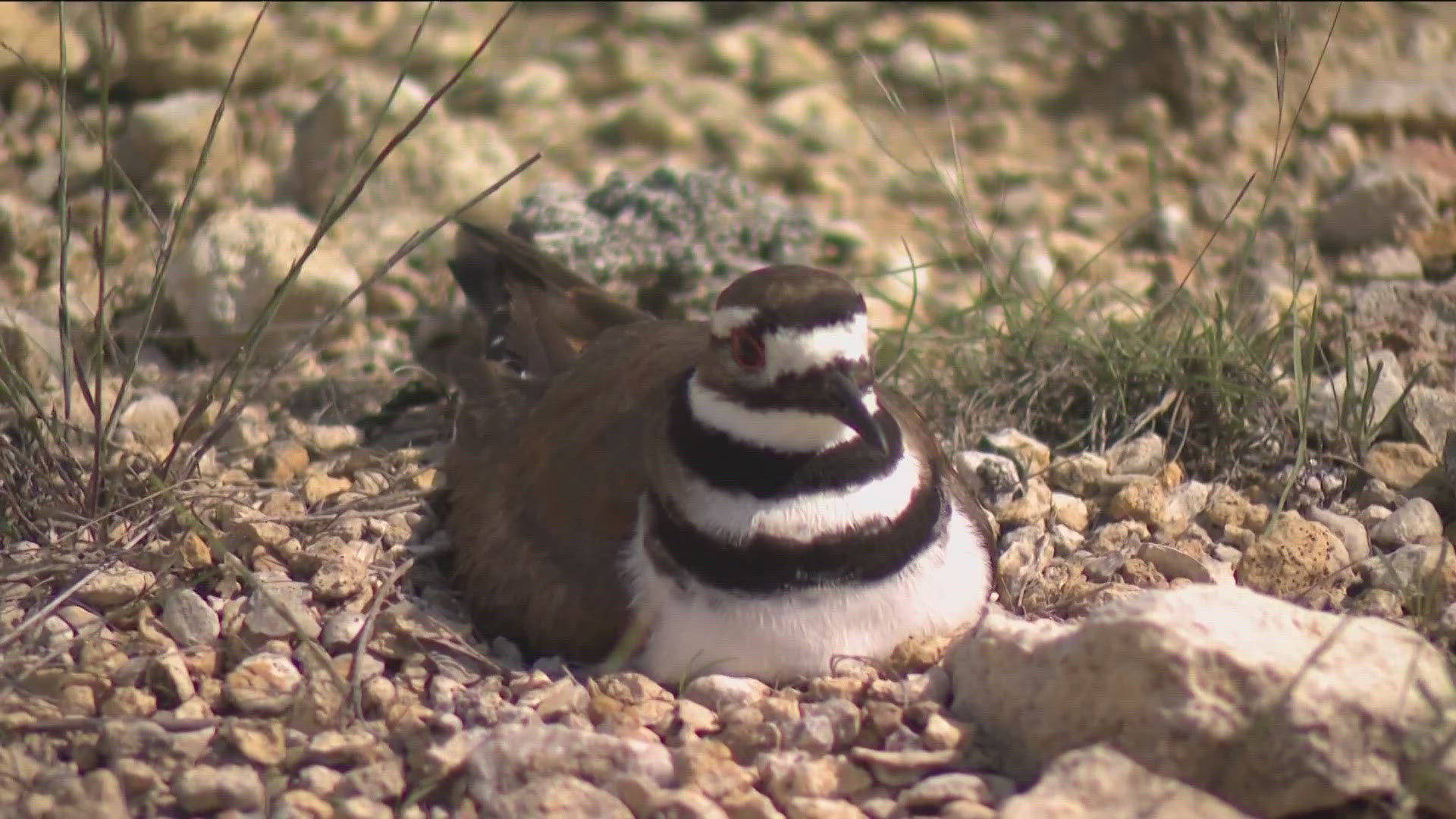The striped bird was seen protecting her eggs in Leander, Texas. 