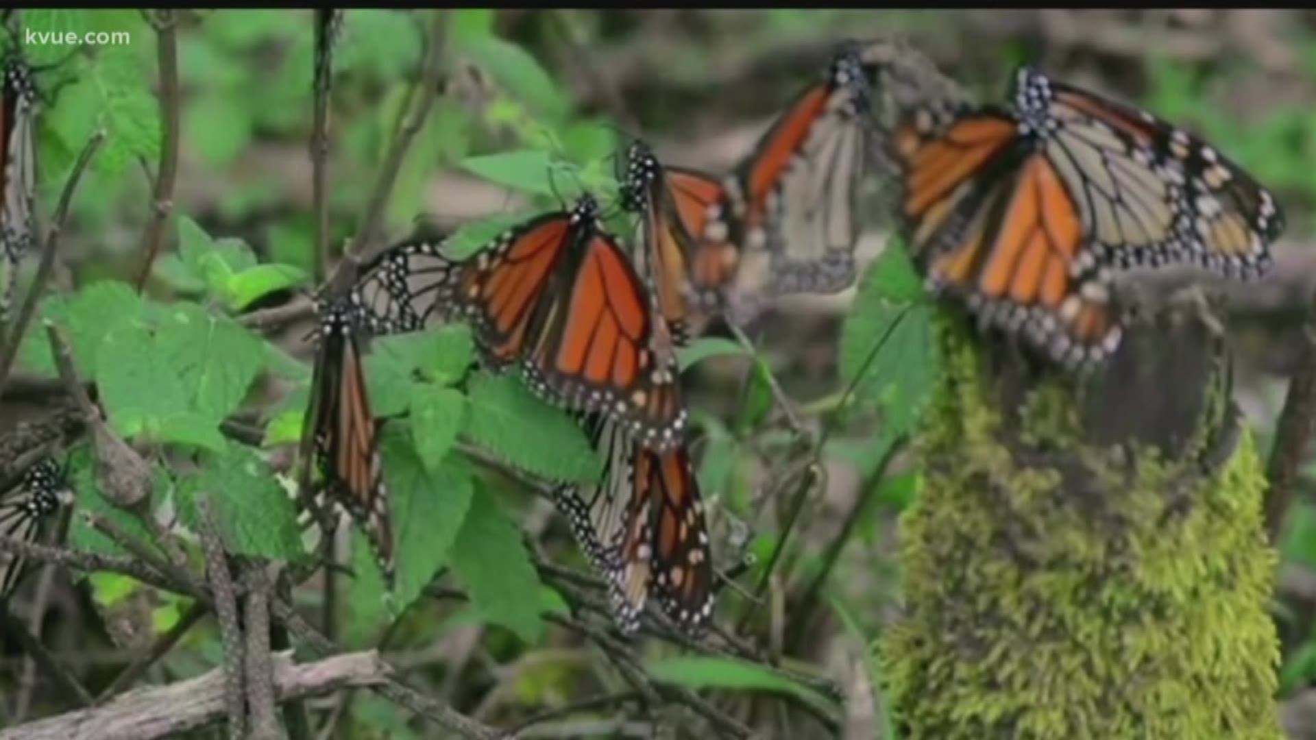 You could soon see thousands – maybe millions – of monarch butterflies flying around Austin. This year, Texas is expected to have one of the largest butterfly migrations in recent history.