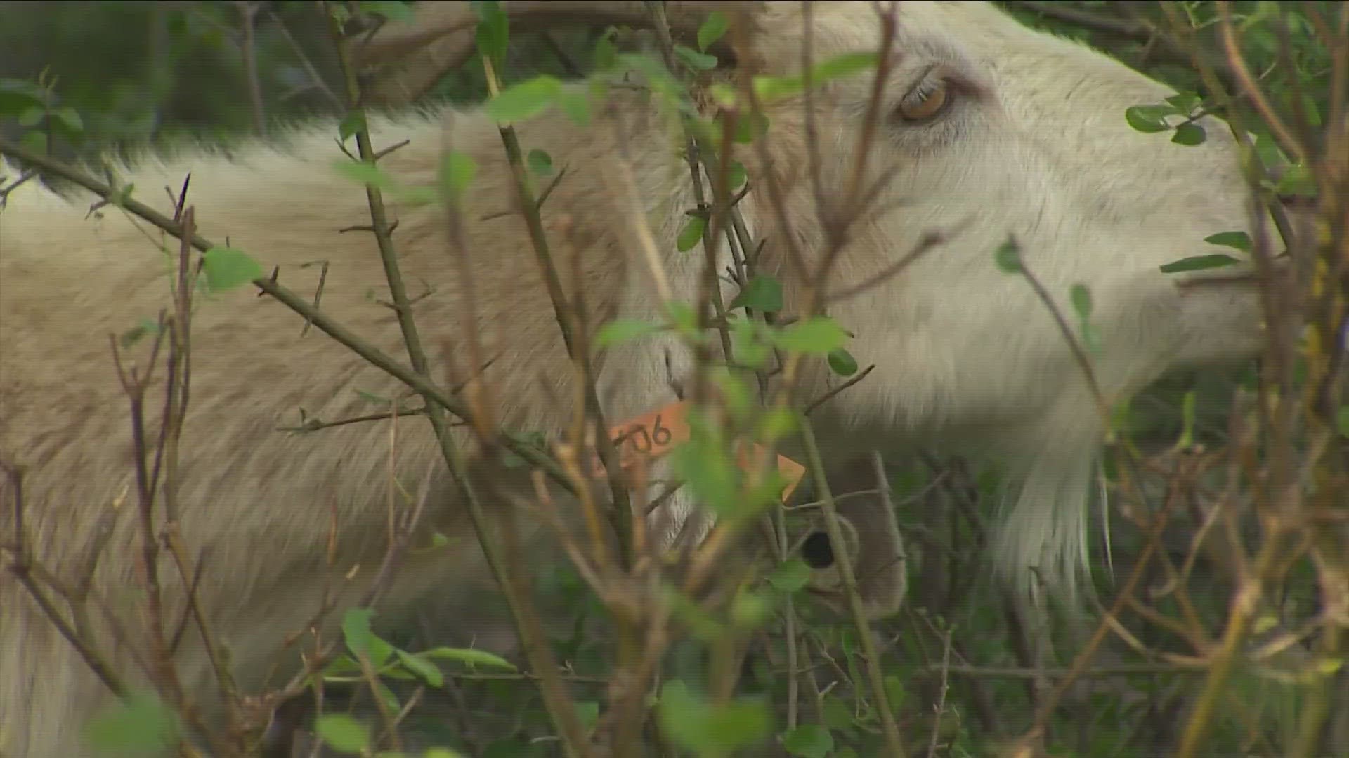 Oh my goat! A landscaper in Georgetown has implemented a herd of goats to cut down on overgrown grass on developments.