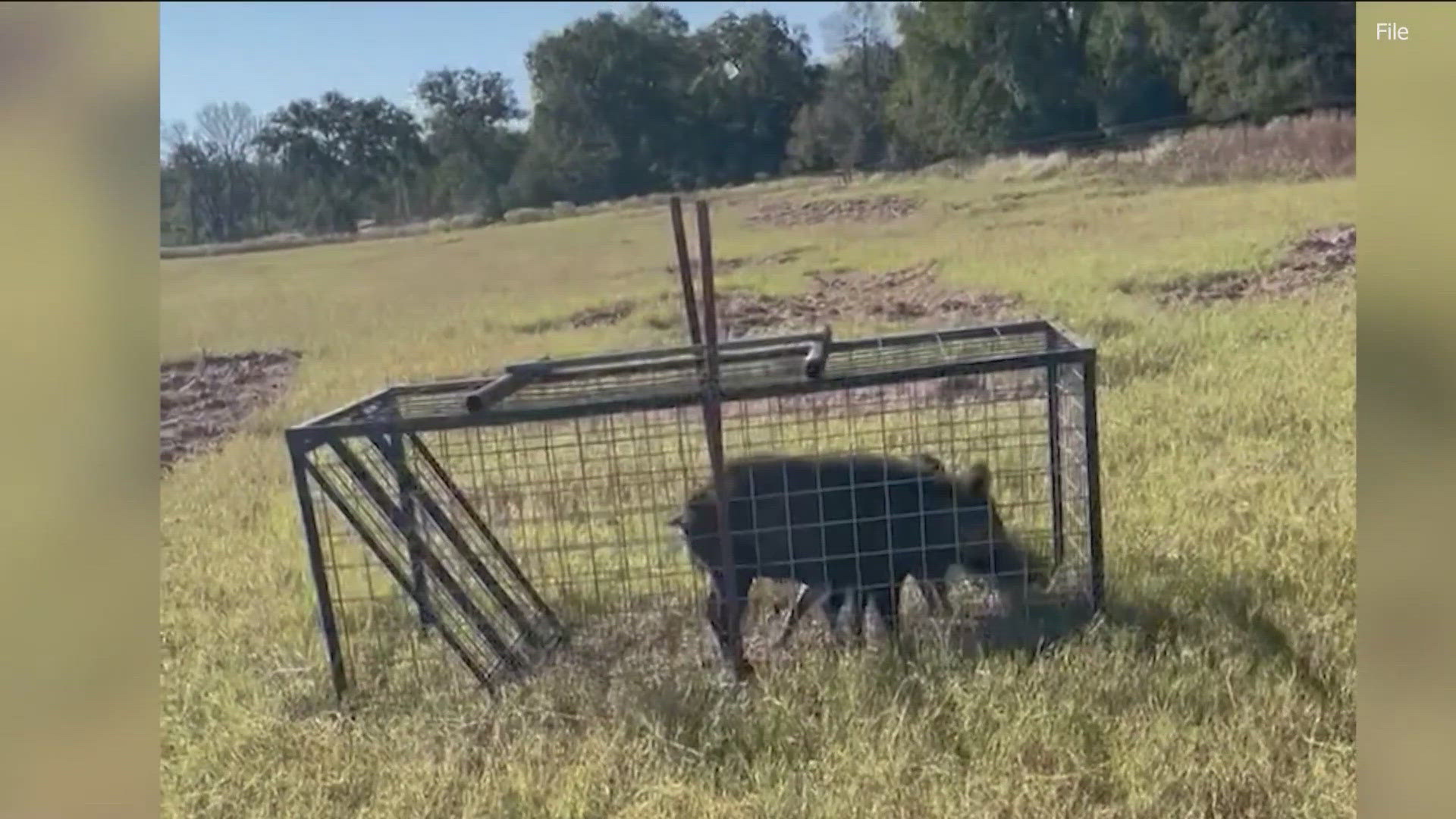 Trapping Feral Hogs Feral Hog Trapping Permits Available February 1 Trapping Feral Hogs Feral Hog Trapping Permits Available February 1