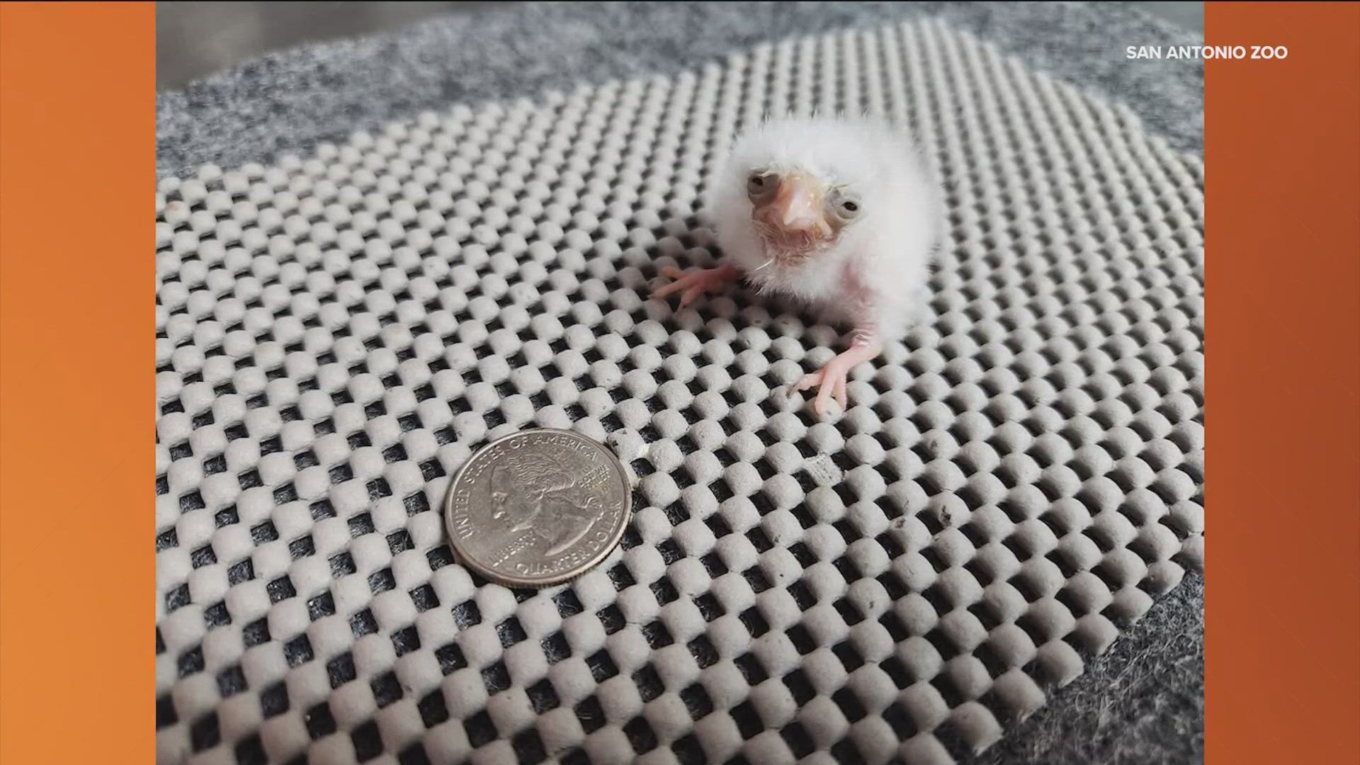 The bird is currently about the size of a quarter. 