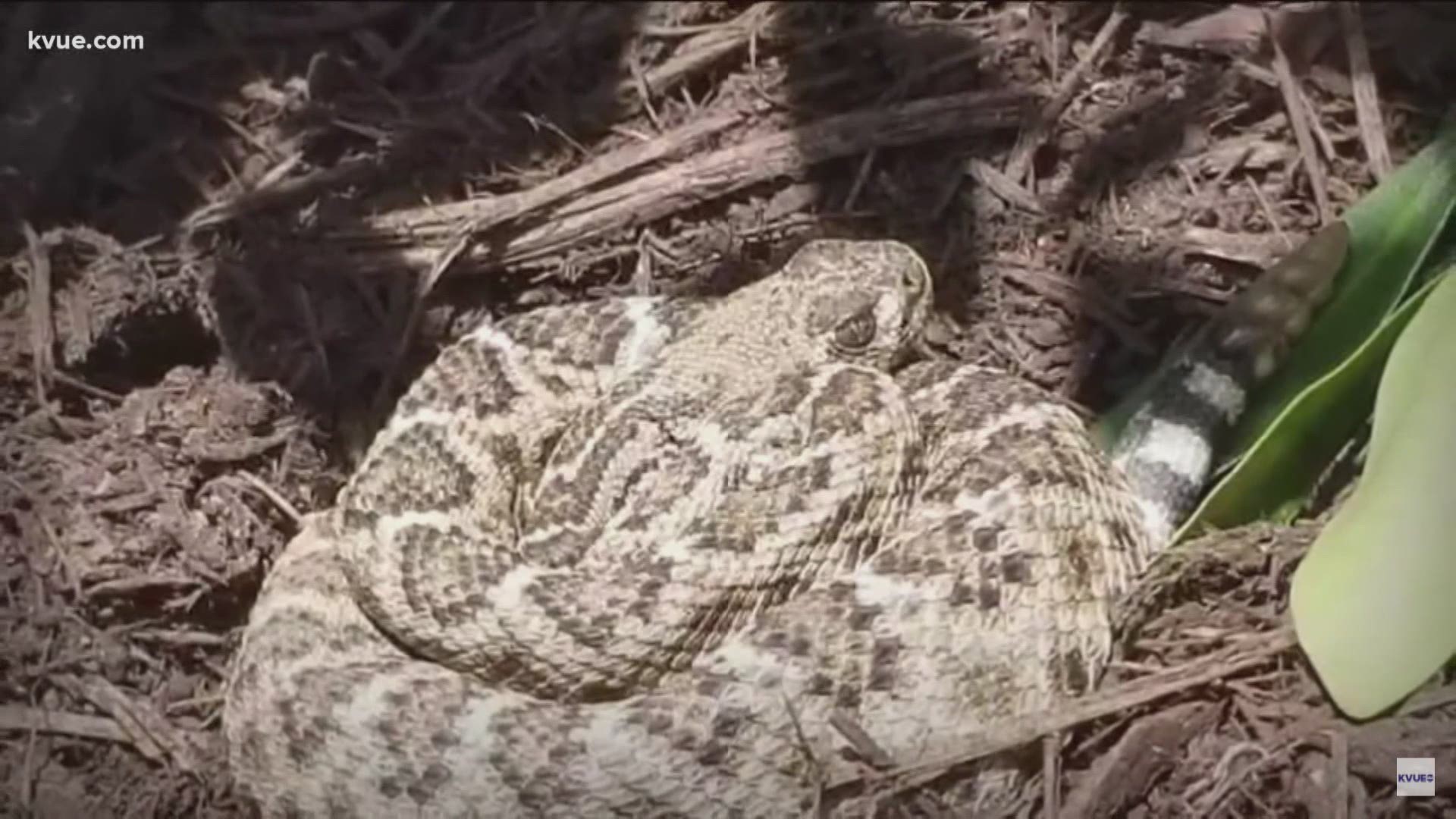 This is the time of year snakes are out and about in Central Texas. Here's how to spot the dangerous ones.