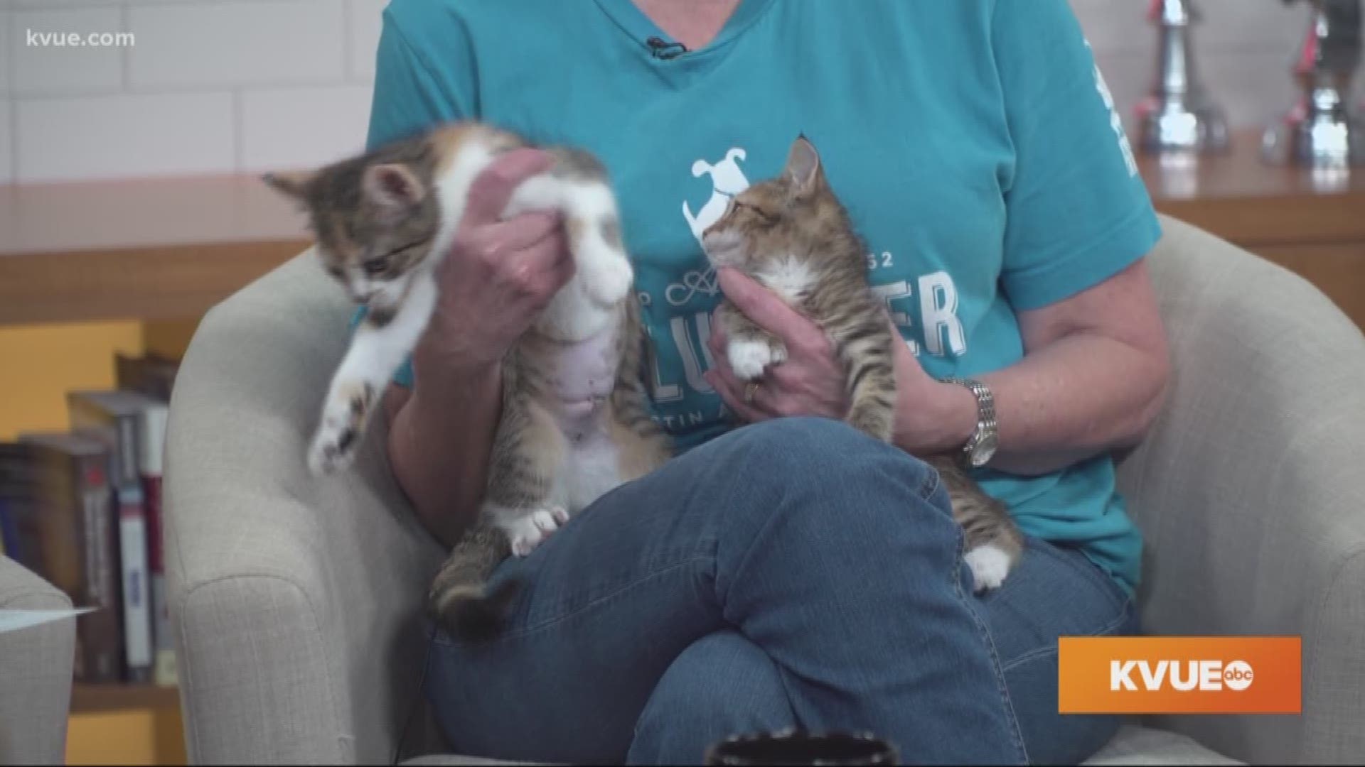 The KVUE Pets of the Week are a group of kittens: Sage, Chive, Basil and Caraway.