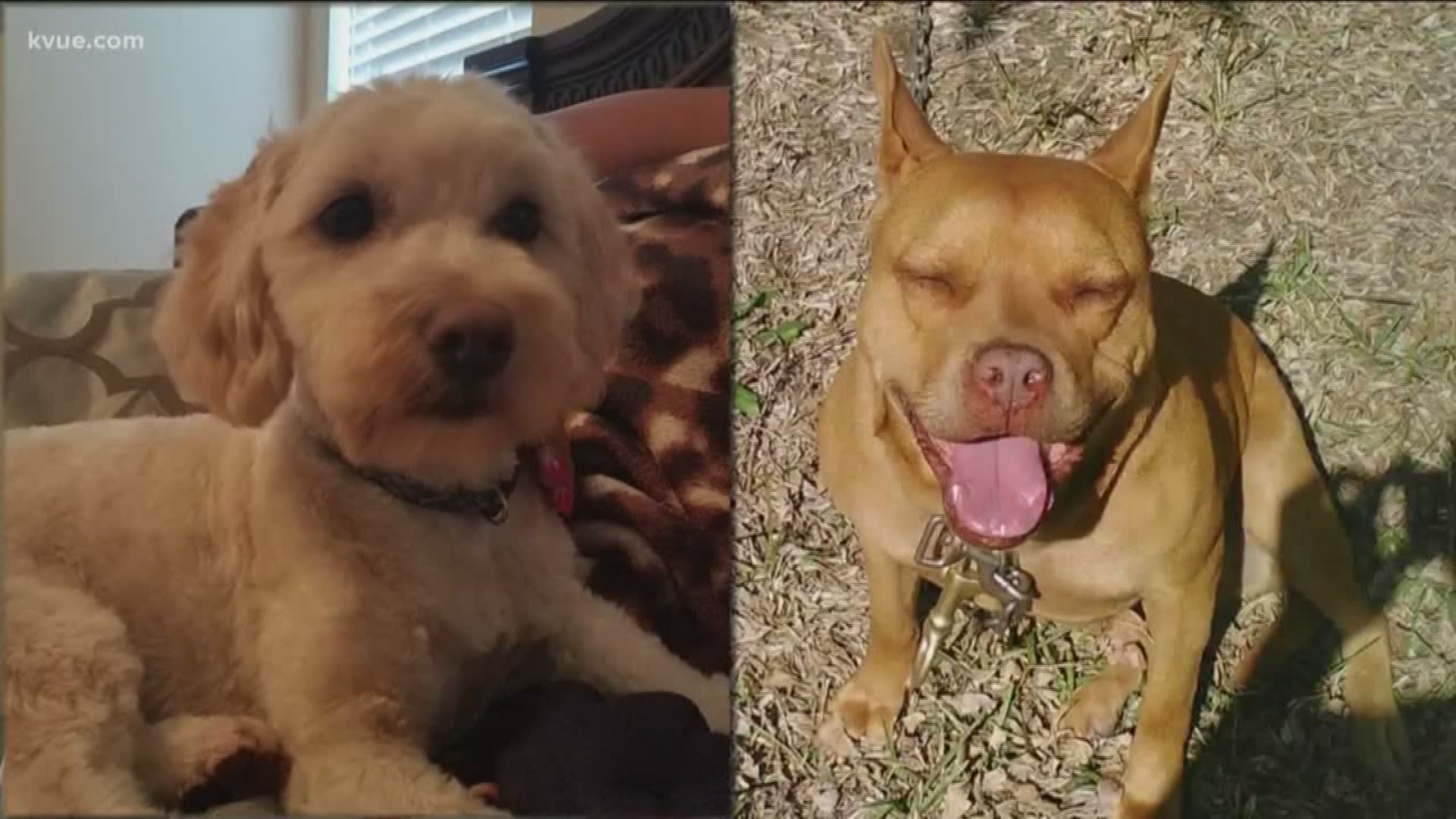 In just over a month's time, two dogs were killed by other dogs inside the city limits of Kyle.