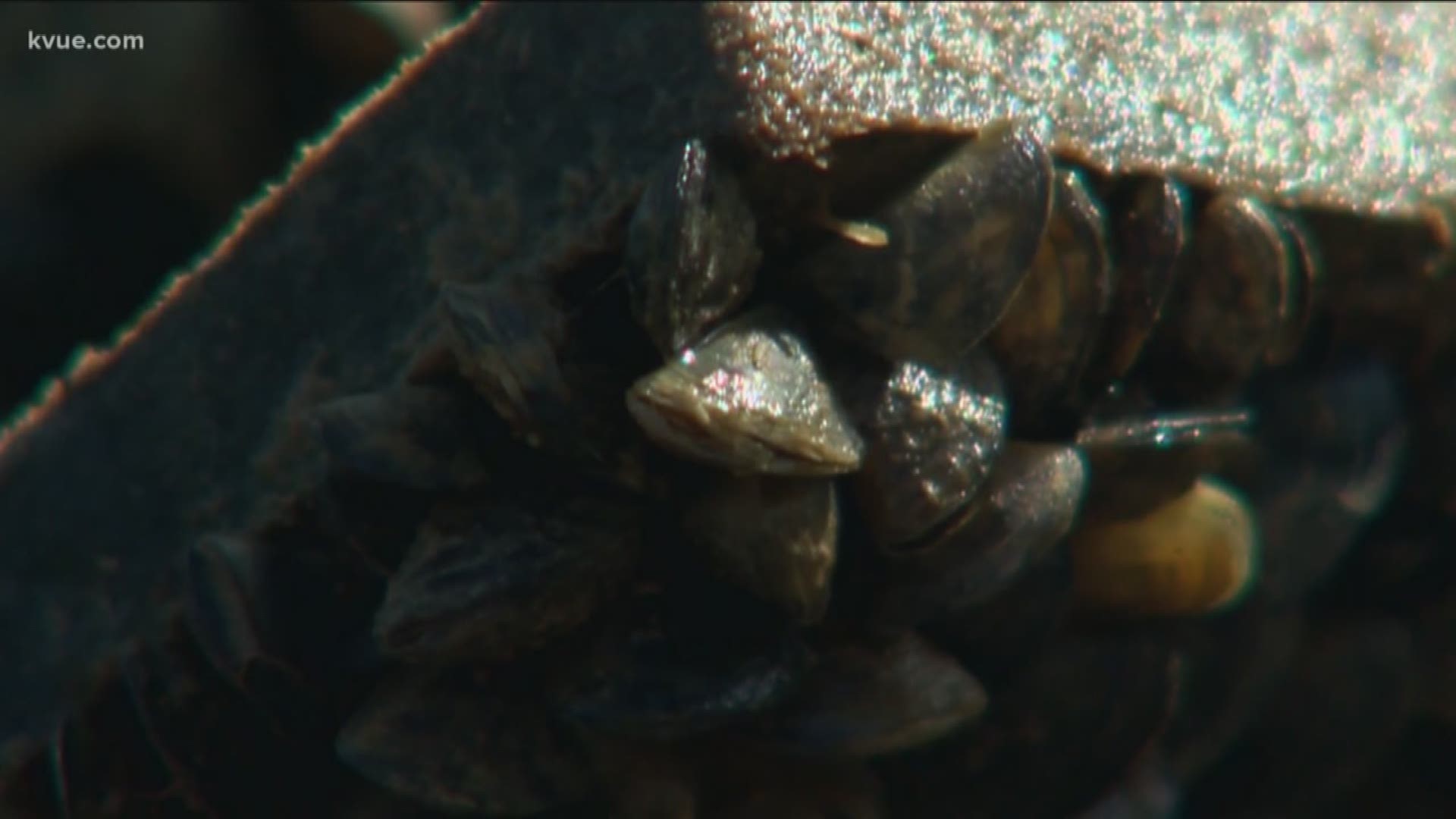 They're just the size of a dime but they're causing a big problem, infesting yet another Central Texas Lake.