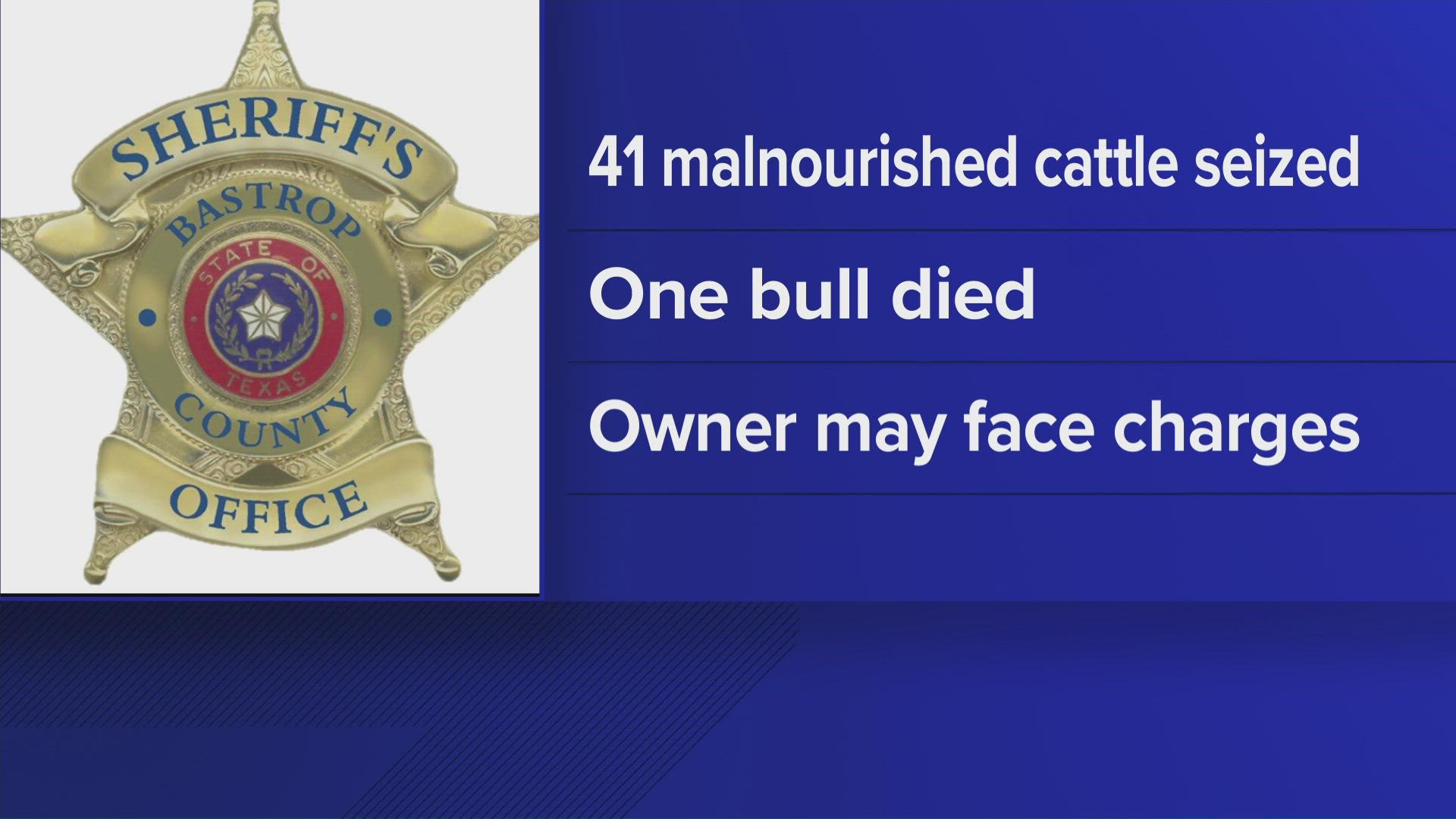 A Bastrop County man could face animal cruelty charges after deputies found emaciated cattle.