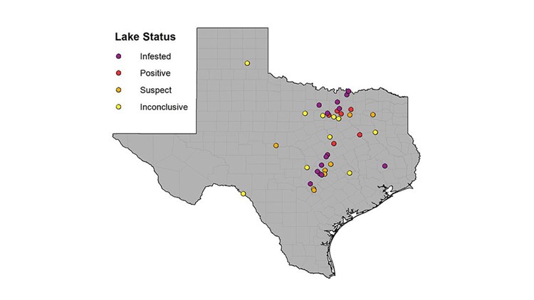 'Clean, drain and dry.' Zebra mussels still a problem for Central Texas