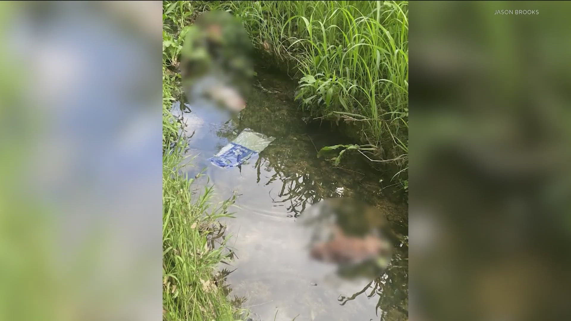 The men have been charged with multiple misdemeanors after dozens of dead dogs were found in South Boggy Creek.