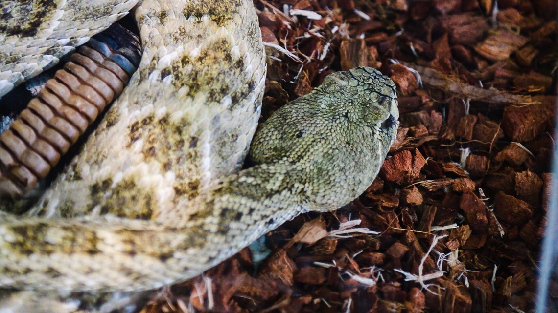 Texas Snake Expert Gives Tips As Serpent Sightings Are Expected To Rise 