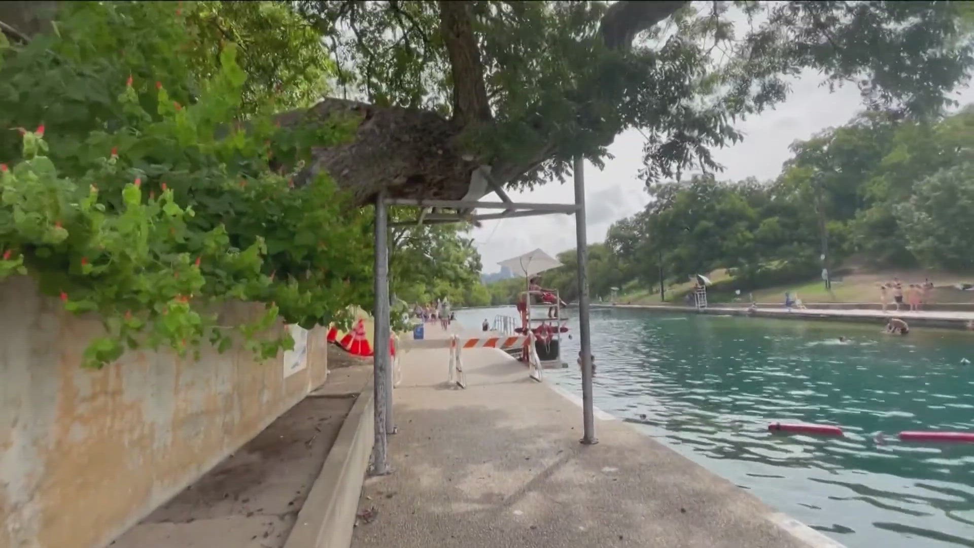 The city plans to remove a 100-year-old pecan tree from Barton Springs Pool.