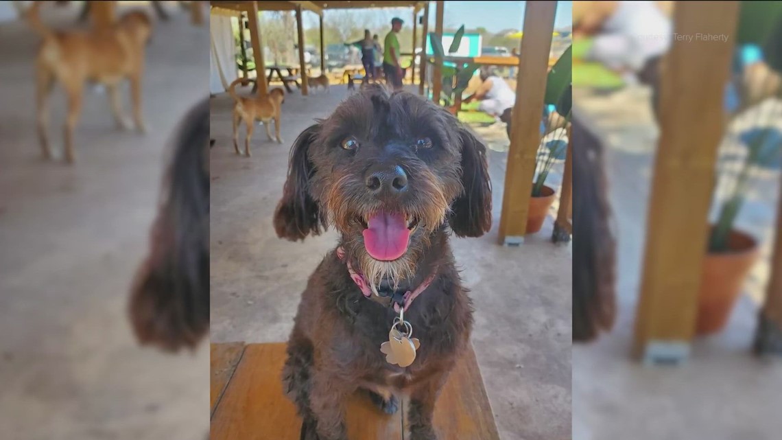 Two-year-old dog dies from rattlesnake bite