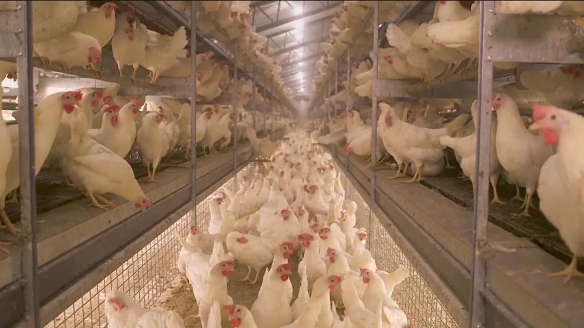 What does the bird flu mean for consumers?