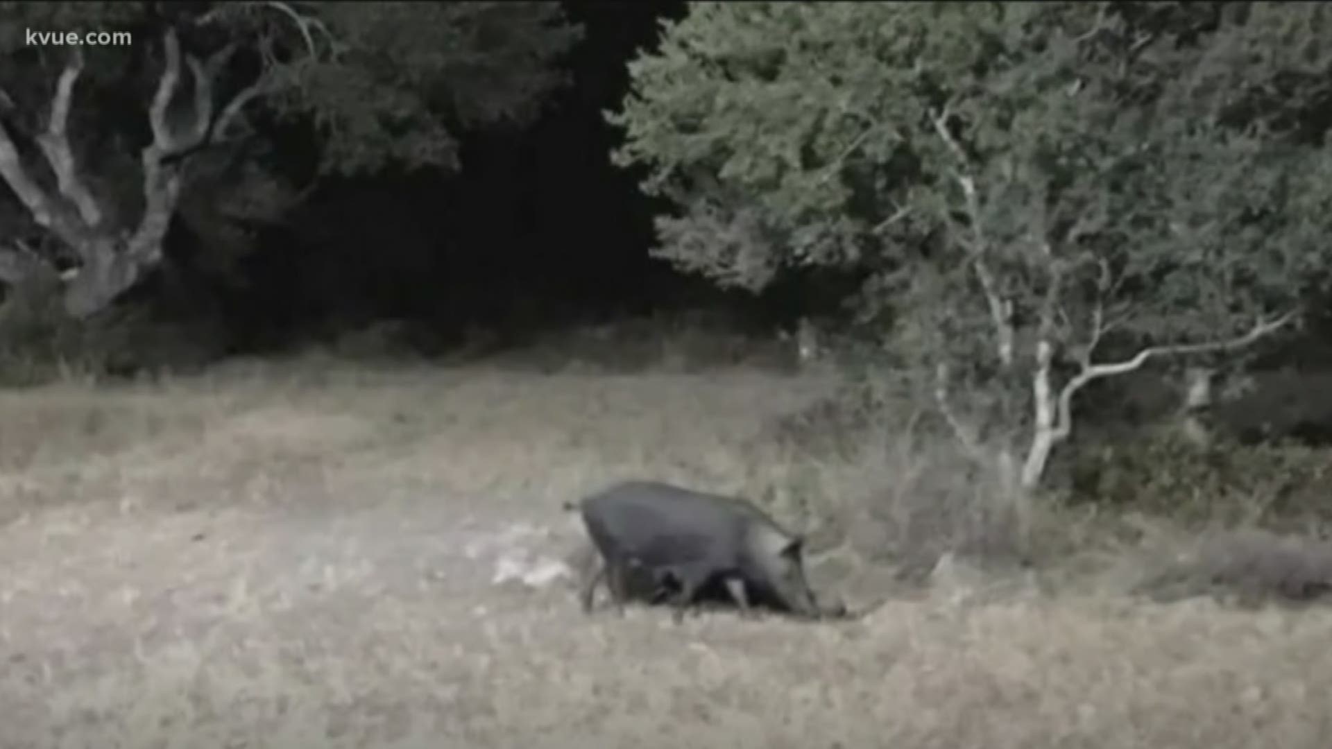 There could soon be fewer fereal hogs in Hays County thanks to a $13,000 grant form Texas A&M University.