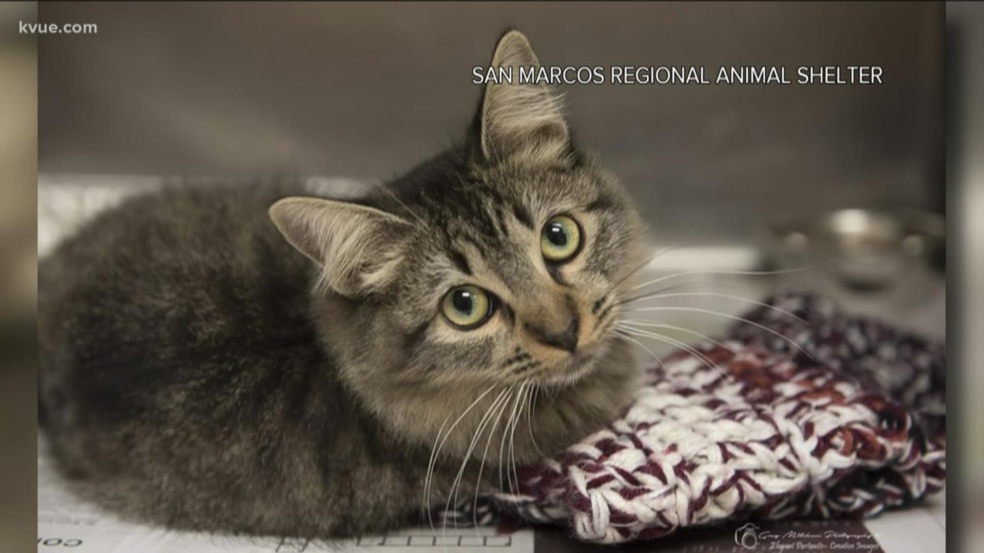 More than 30 cats rescued from bad conditions are ready for adoption.