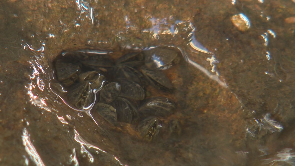 'Poison pill' may kill pesky zebra mussels, Austin researcher says - KVUE.com