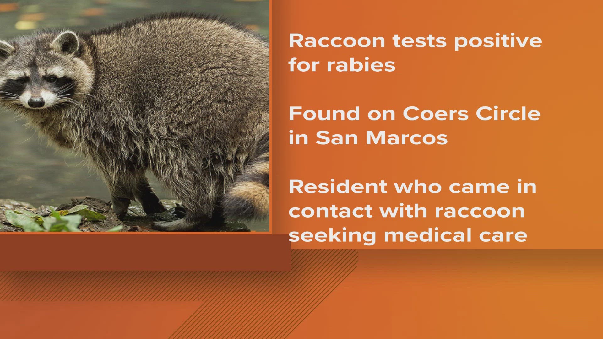 Raccoon in San Marcos, Texas tests positive for rabies | kvue.com