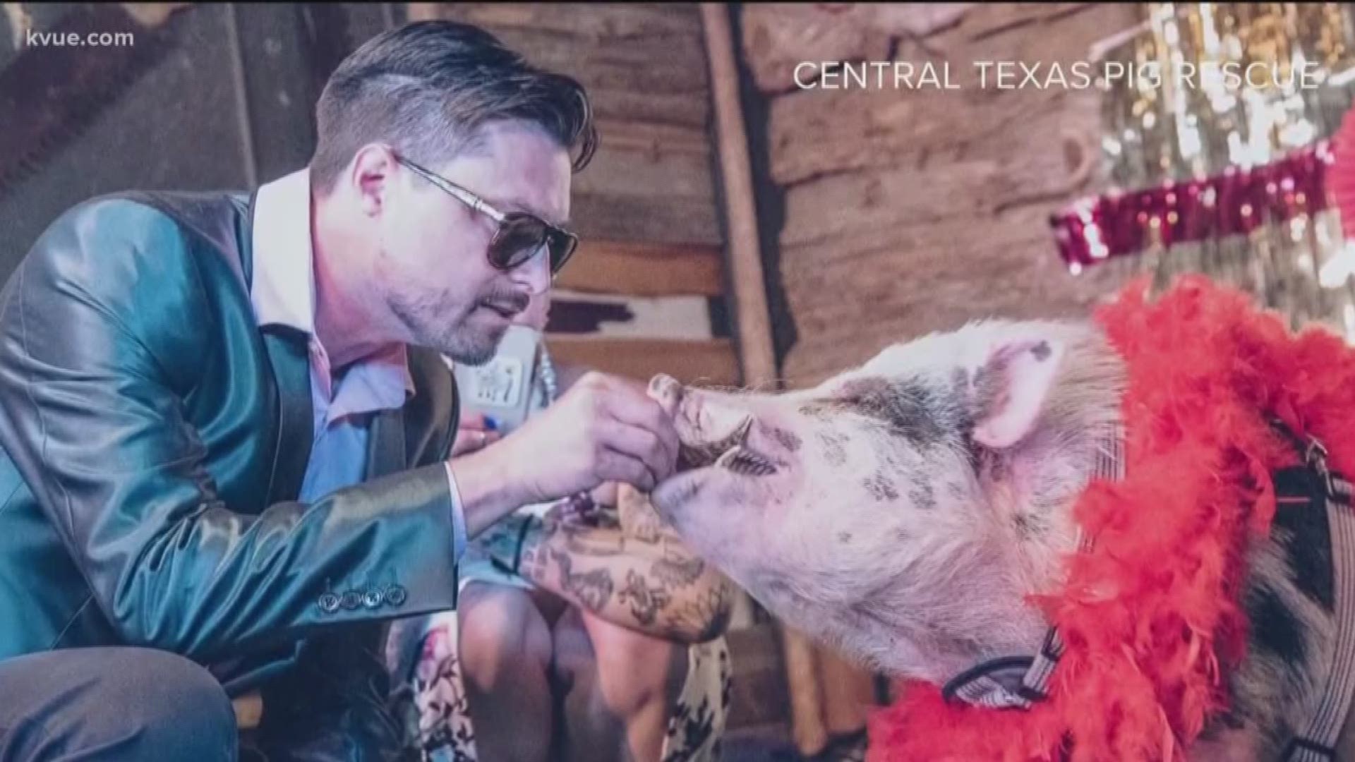 A pig pageant, cat videos, the Harlem Globetrotters and more!