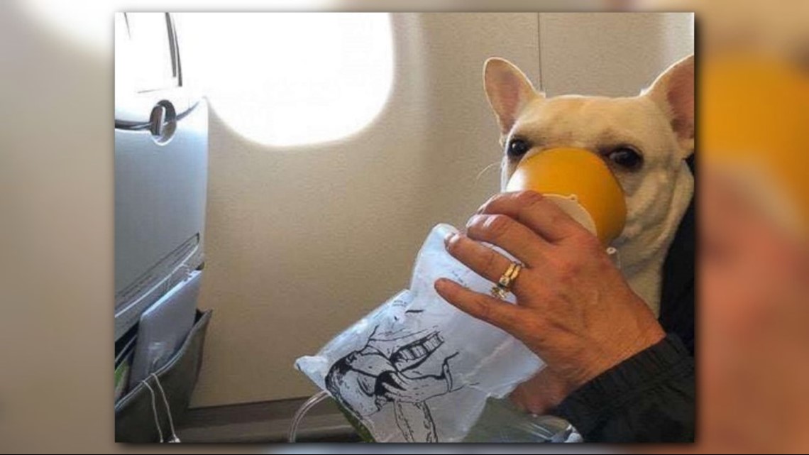 Plane crew comes to rescue of dog with oxygen mask for flight