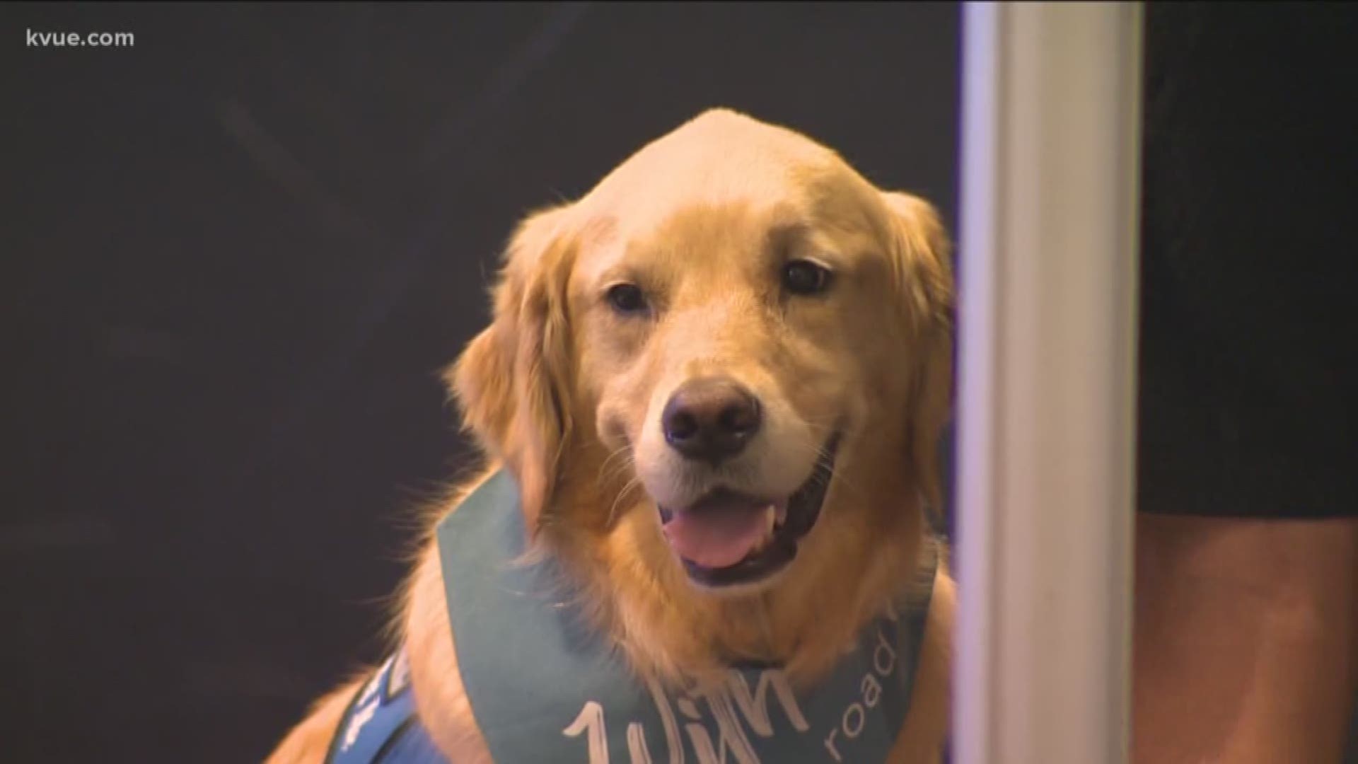 Two Austin four-legged friend flew to El Paso to give emotional support and healing for victims of the recent mass shooting.