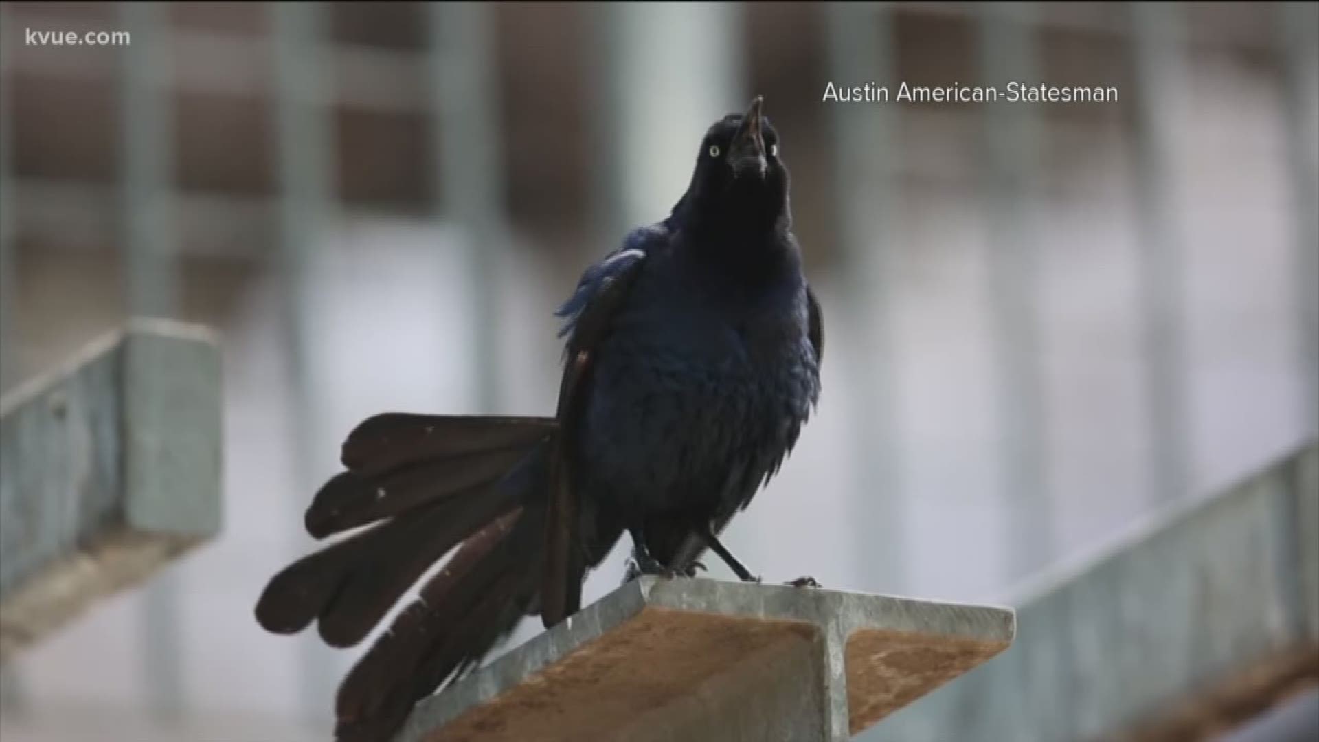 Research shows that humans and grackles have been living together since the 1400s in Mexico.