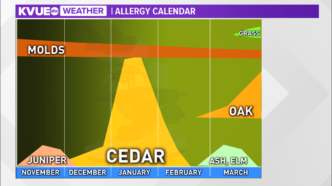 Cedar season is here What you need to know