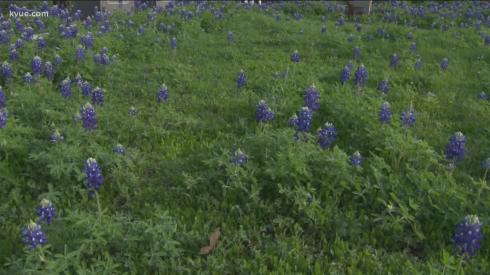 Many people are wondering if the current cold temperatures are putting Texas bluebonnets in jeopardy.