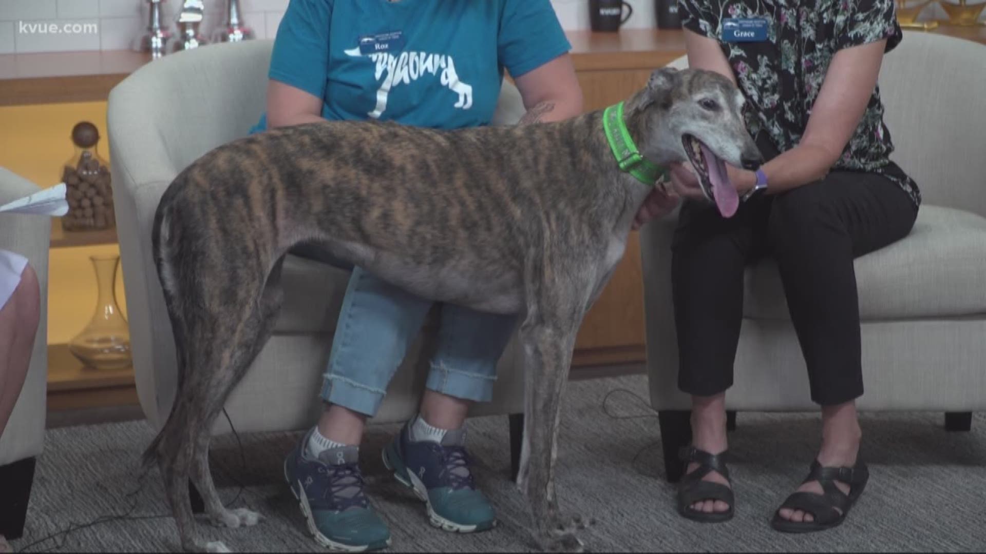 If you are interested in Annie you can visit the Greyhound Adoption League of Texas.