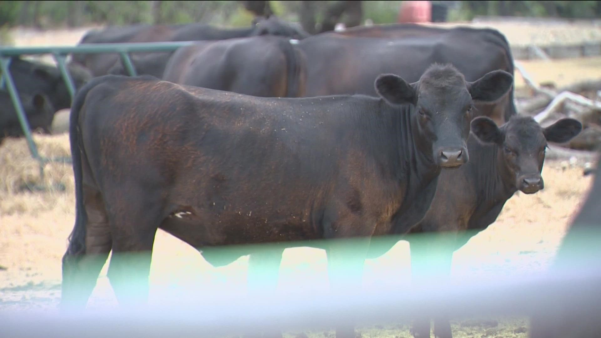 The drought is putting more pressure on a variety of industries. The dry conditions have ranchers praying for rain and being forced to make some difficult decisions.