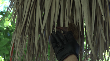 After winter storms kill palm trees, rushing to remove them could ruin Austin bat habitats