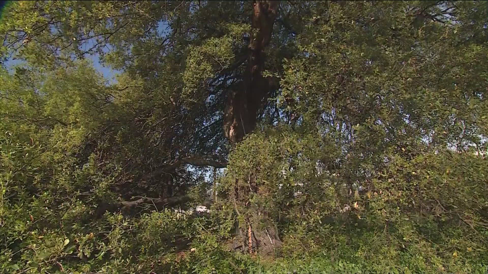 Austin city leaders want to take stock of all the trees in the city, but it could cost millions of dollars.