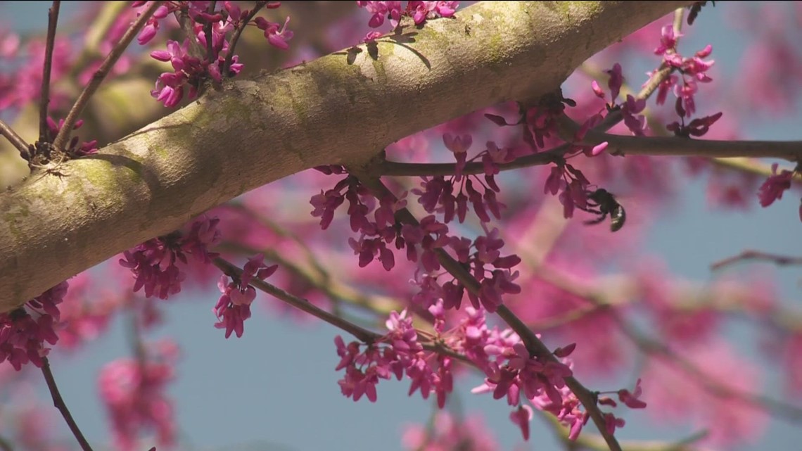Austin celebrates 'Pollinator Week' with activities throughout the city - Vimarsana News