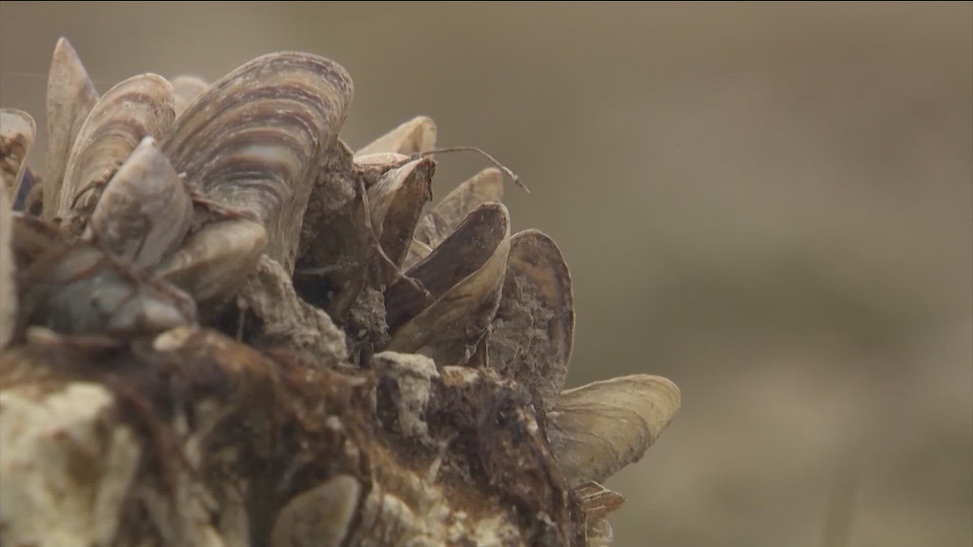 Zebra mussels are an invasive species that can harm ecosystems and damage water infrastructure.