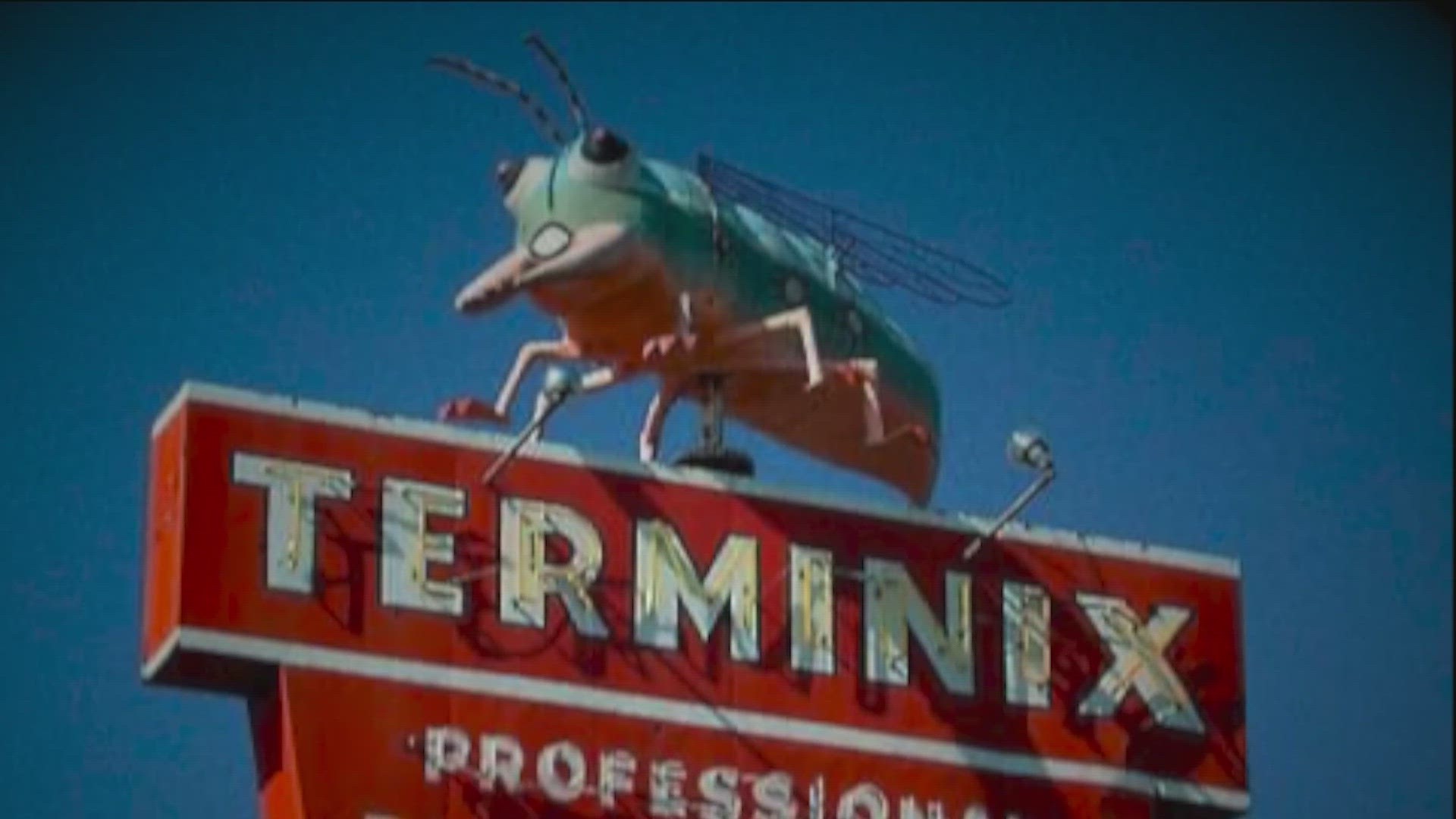 The famous Willie N. Festus bug was on top of a sign at a pest control business in Austin for years. KVUE went to find where he is now.