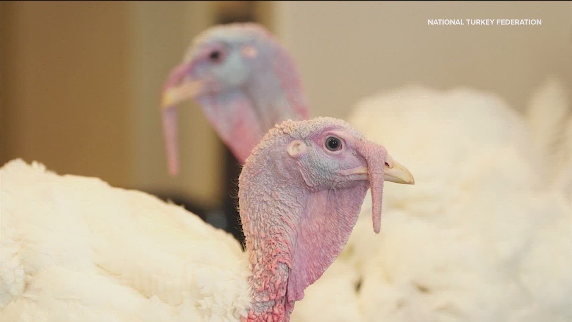 Turkeys "Peach" and "Blossom" from Minnesota will be pardoned by President Joe Biden on Monday.