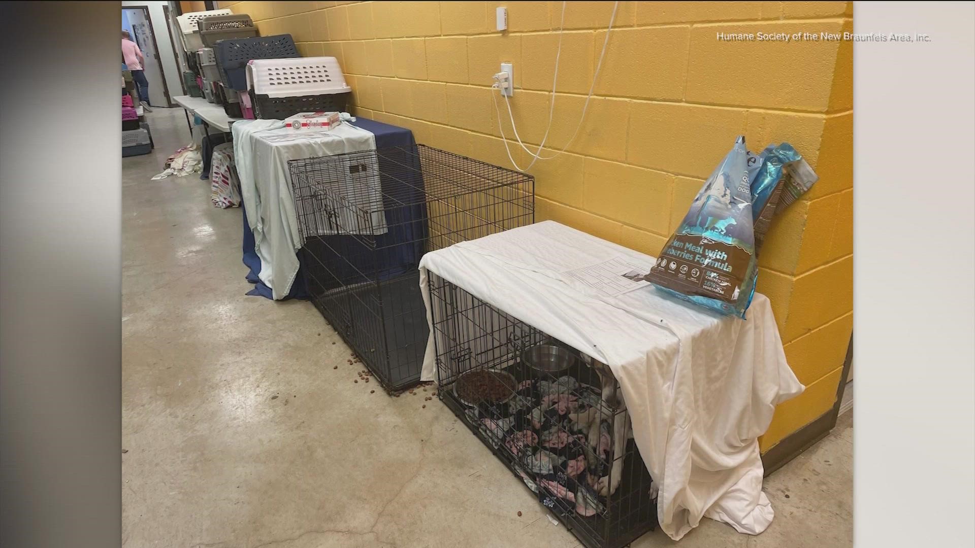 The shelter said it has reached a breaking point with the number of homeless animals.