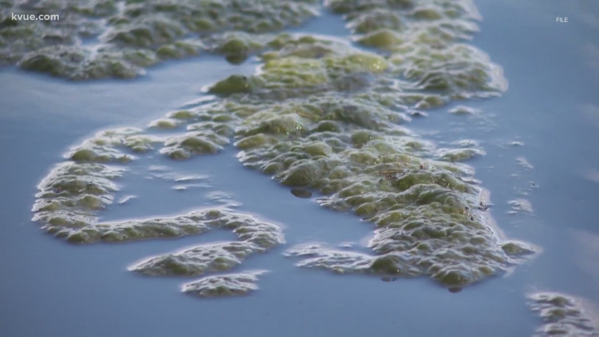 The City of Austin said toxic blue-green algae has been detected in Lake Austin near Mansfield Dam. Trace amounts have also been detected in Lady Bird Lake.