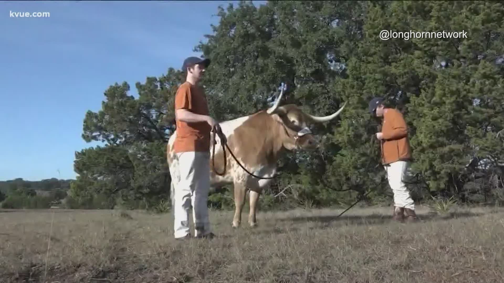 Celebrate Christmas morning with Bevo!
