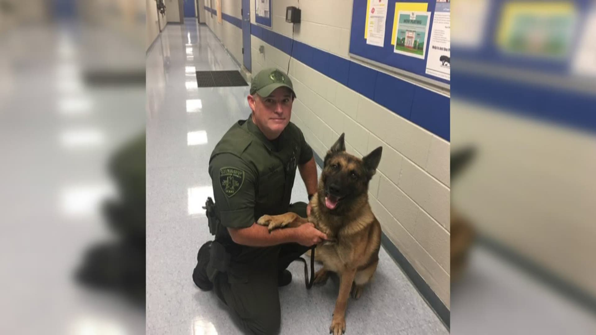 Williamson County Sheriff Robert Chody said Wednesday morning that a nonprofit will provide them with seven armored vests for K-9 officers.