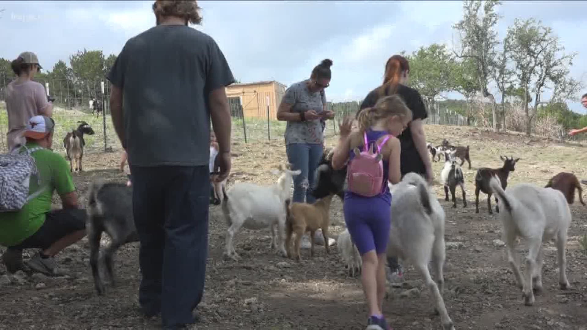 Safe in Austin rescues abused animals to help kids with similar backgrounds  