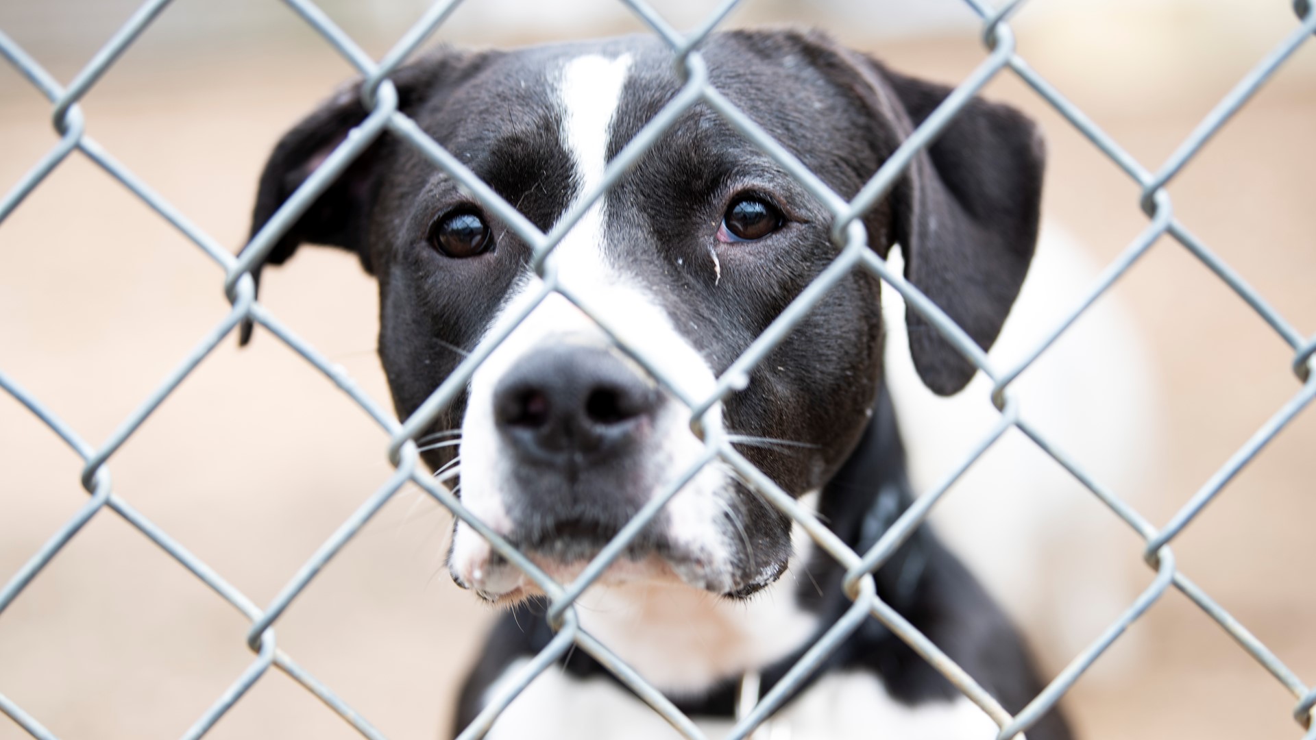 The Austin City Council is considering an ordinance that would require pet owners to get their pets microchipped.