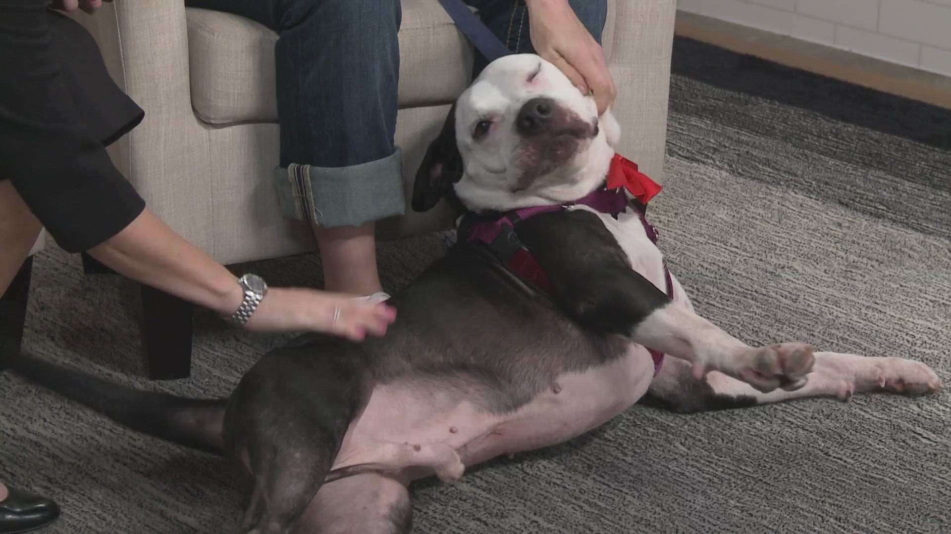 Every Friday on KVUE Midday, we introduce you to a new furry friend in need of a forever home.