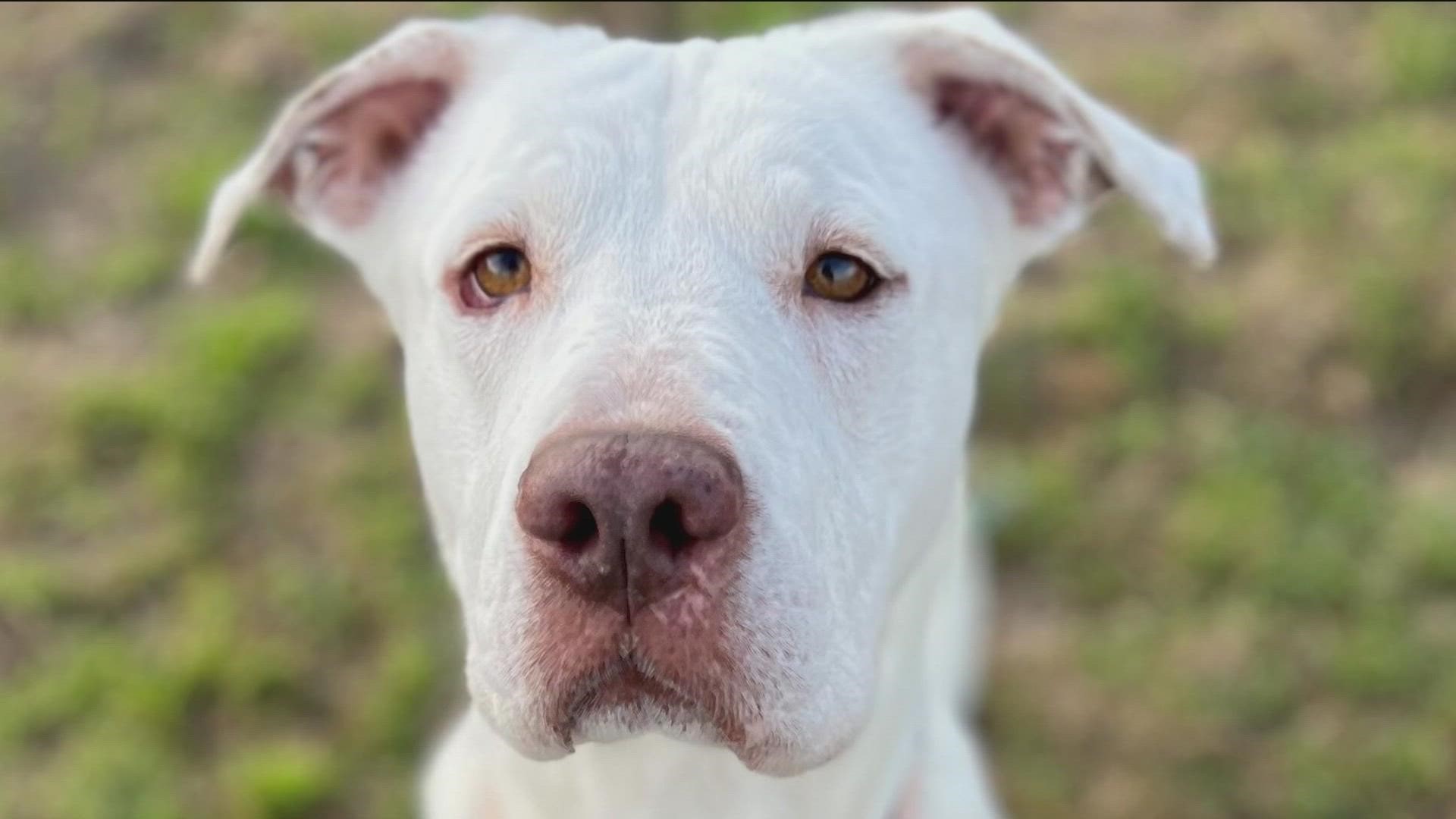 Every Friday on KVUE Midday, we introduce you to a new pet looking for a forever home!